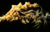 yellowcrab.jpg (9867 bytes)