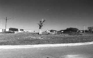 the remains of the tree - click to enlarge