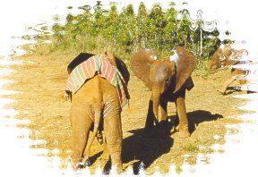 Lolokwe & Kinna