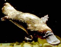 Ornitorrinco