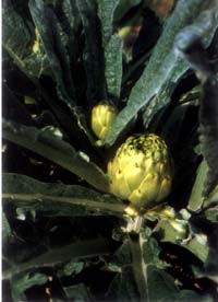 Alcachofa