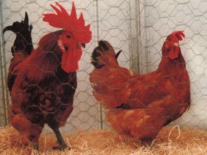 Gayo y gallina de la raza Pota Blava