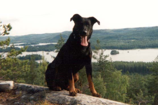 koli