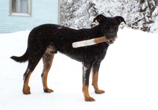 patu