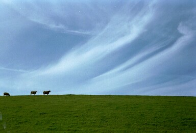 Sheep on the Zeedyke