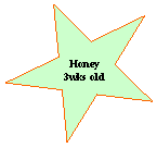 5-Point Star: Honey 3wksold
