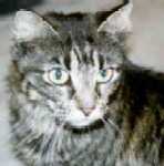 my cute little kitty