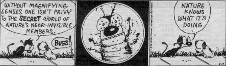 mutts cartoon