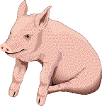 penstemon pig graphic