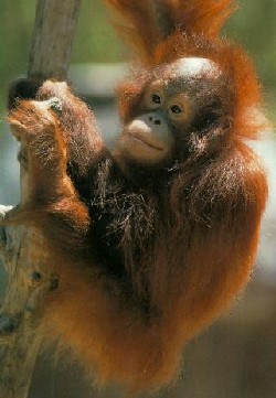 orangutan image