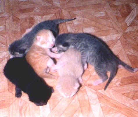 IsisbabyP.JPG (20036 bytes)