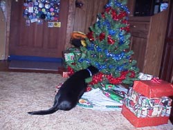 Isisxmas1.JPG (21628 bytes)