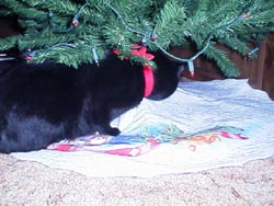 Isisxmas8.JPG (20718 bytes)