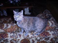 Prissy2W.JPG (14461 bytes)