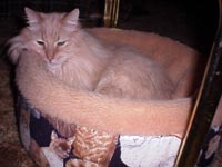 TygieBasketW.JPG (11283 bytes)