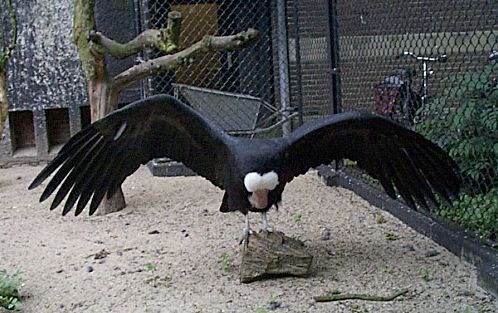 Andean Condor