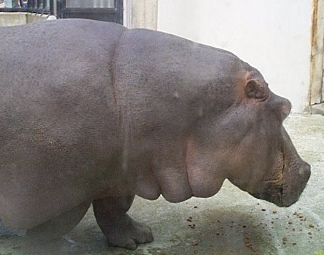Big Ole' Hippo