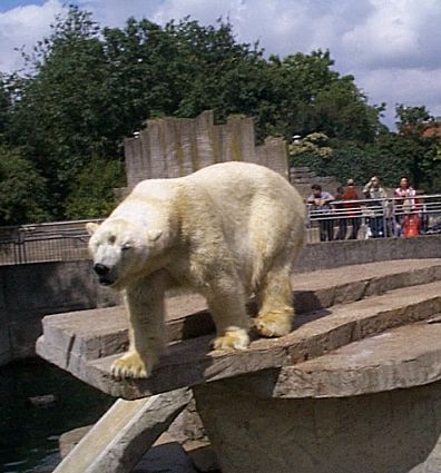 Polar Bear in Amsterdam Zoo (Artis)