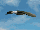 Zooish has animal facts, animal animation, animal images, cartoon animals, and animal sounds. Zooish has land animals, forest animals, zoo animals, birds, dolphins, sea animals, wildlife, and animal kingdom news. Zooish is a fun learning resource for teachers, parents, students, and children.