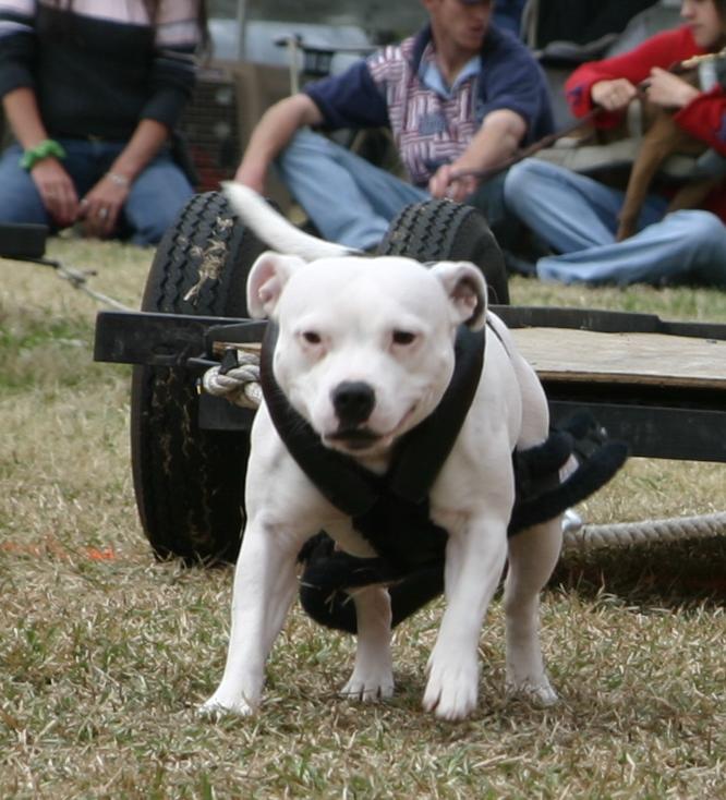 amstaff ukc