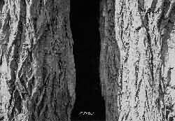 2 trees