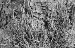 Tree close up