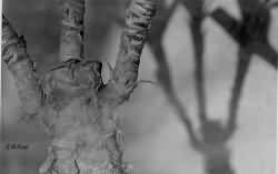 Tree and shadows
