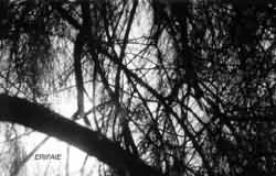 Inside tree