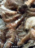 Octopus ( Alex)