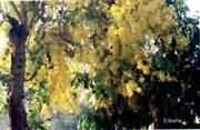 Yeloow flowers