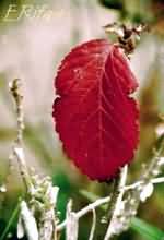 Lonley Red