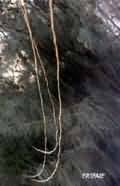Wire through tree