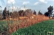 countryside