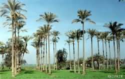 Kafer Elsheikh
