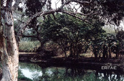 Mansoura