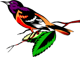 Picture of an oriole bird