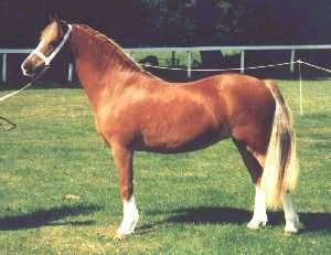  Springbourne & Blanche