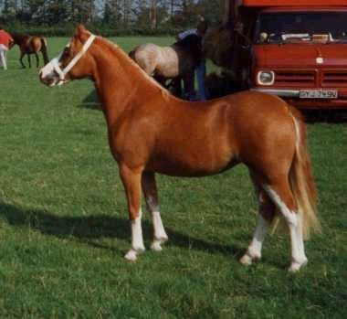  Forlan Stud
