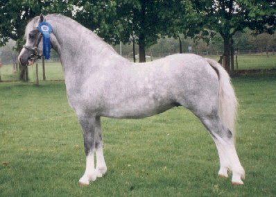  Gleiniant Welsh Mountain Ponies