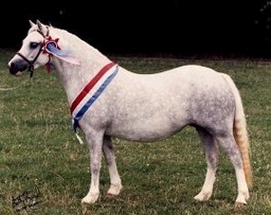  Springbourne & Blanche