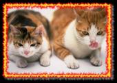 kucing.JPG (38254 bytes)