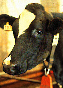 Brad Bovine