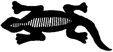 salamander