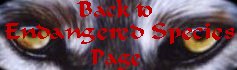 Back to Creatures