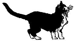 black/white cat