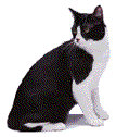 Black and white cat