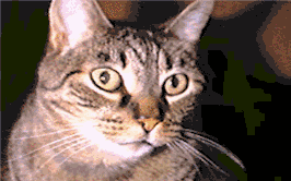 Tabby Cat