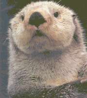 Sea Otter