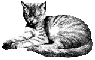 cat sleeping