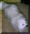 buster